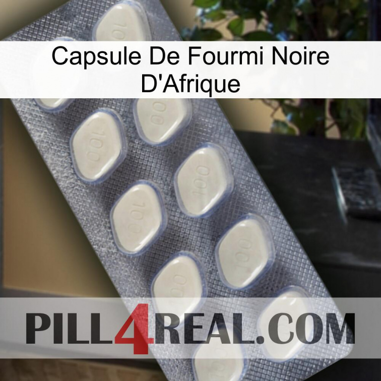 Africa Black Ant Capsule 08